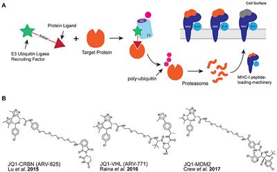 Specific MHC-I Peptides Are Induced Using PROTACs